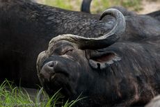 Afrikanischer Büffel (66 von 102).jpg
